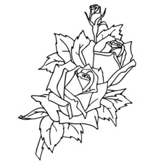 isolated black contour drawing of a rose branch on a white background graphics, coloring, design