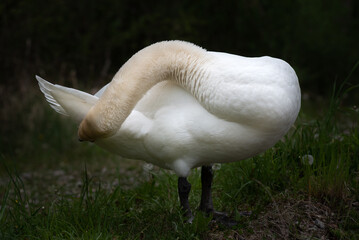 A young white swan stands at the edge of the forest and grooms its feathers