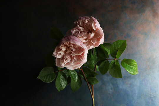 Romantiche rose antiche di colore rosa pallido