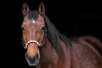 brown horse in front of black background