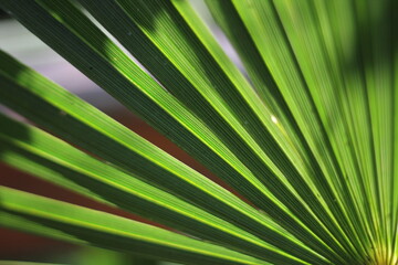 Obraz premium Date palm in the sun in April, in Crimea