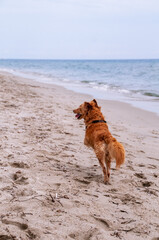 dog running on the beach
