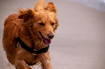 golden retriever puppy