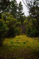 Fototapeta premium path in the forest