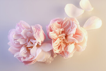 Primo piano di romantiche rose antiche e petali di colore rosa pallido isolati su fondo chiaro