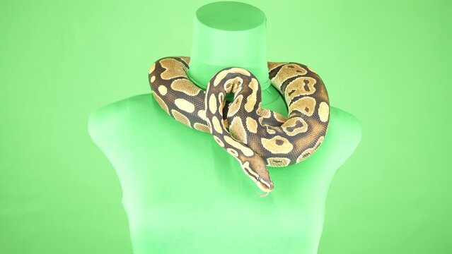 ゆったりと動くボールパイソン