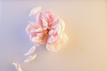Primo piano di romantica rosa antica e petali di colore rosa pallido isolati su fondo chiaro