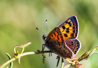 Mariposa en una rama.