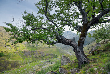 Garganta de Chilla. Sierra de Gredos. Ávila. España.