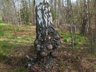 Chaga mushroom on the birch trunk.Inonotus obliquus.Scandinavia. Dried chaga slowing the aging...