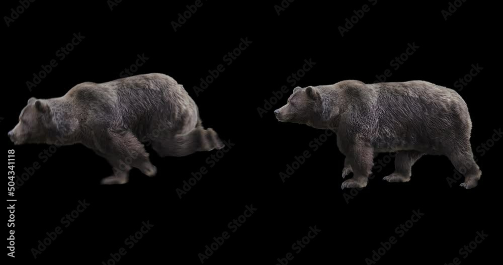 Wall mural set of grizzly realistic animation. isolated brown bear video including an alpha channel allows to a