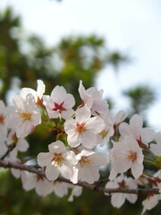 咲き始めた桜