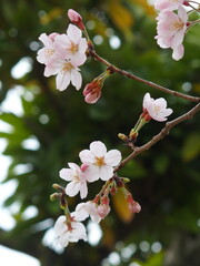 Fototapeta na wymiar 咲き始めた桜