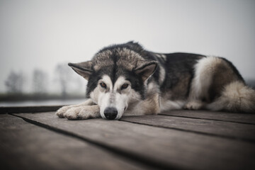 Alaskan Malamute dog lies on a wooden pier