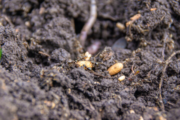 during the digging of the soil, the nest of garden ants was destroyed, which began saving offspring