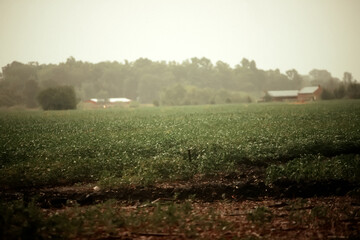 Field under rain