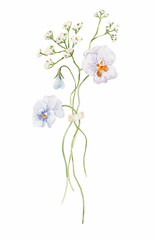 Beautiful stock illustration with hand drawn watercolor gentle field flowers. Floral composition.