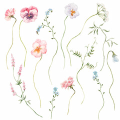 Beautiful stock illustration with hand drawn watercolor gentle field flowers. Floral set.