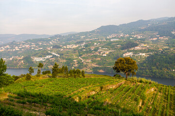 Obraz premium Douro valley in wine region with the famous douro river. Portugal 