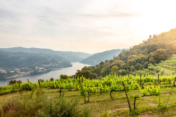 Douro valley in wine region with the famous douro river. Portugal  - obrazy, fototapety, plakaty