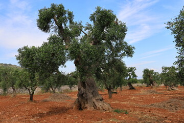 Old olive tree in the Apulia, Italy
