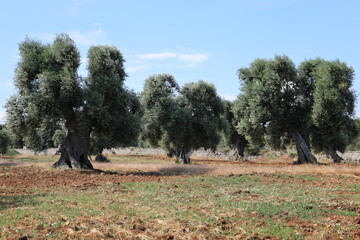 Old olive trees in the Apulia, Italy