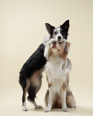 two dogs hugging. Happy Border Collie on a beige background in studio. love pet