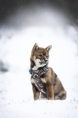 Shiba Inu puppy posing during a walk in the snow in a forest