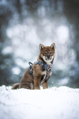 Shiba Inu puppy posing during a walk in the snow
