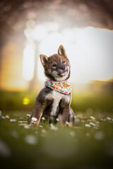 Shiba Inu puppy posing in a park for a portrait shoot  © michael