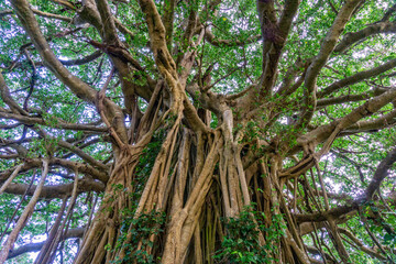 banyan tree
