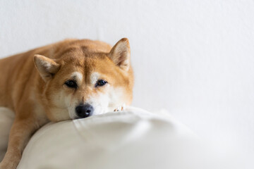 Red Shiba Inu sleeping on the sofa