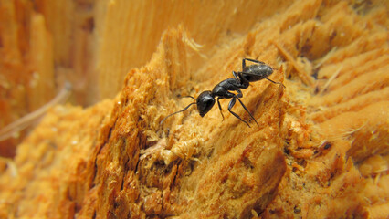 One large black ant on a tree fragment on a spring sunny day outdoors in its natural habitat...