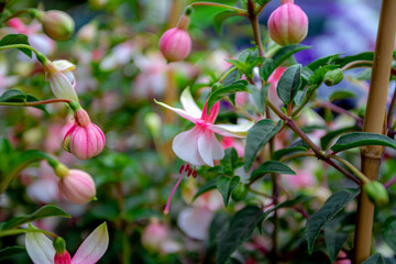 Selective focus of Fuchsia magellanica, White pink flower in the garden, Hummingbird fuchsia or hardy fuchsia is a species of flowering plant in the family Evening Primrose family, Floral background.