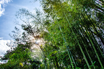 Fototapeta premium Sun setting behind bamboo trees.