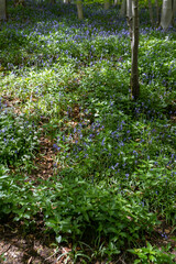 Bluebells in a woodland.