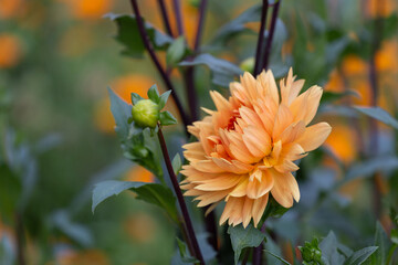 large orange dahlia bud in the garden