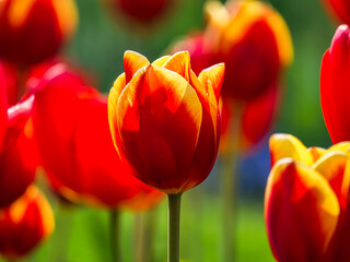 The colors cheerful tulip