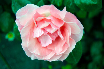 Close up of Queen Elizabeth's rose flower. Light pink rose beautiful top view selective focus