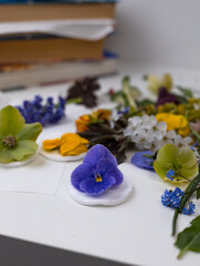 Various fresh flowers lie on the table. Herbarium preparation. Large hellebore flowers and violets on a cotton pad are ready for drying under the press.