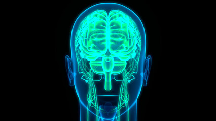 Fototapeta na wymiar Central organ of Human Nervous System Brain Anatomy