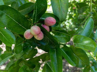 Carissa carandas red and white in the garden