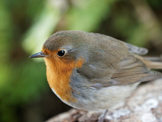 Nice Robin in a meadow