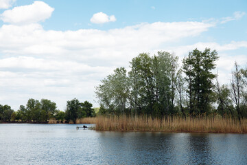 brown wooden background with foliage