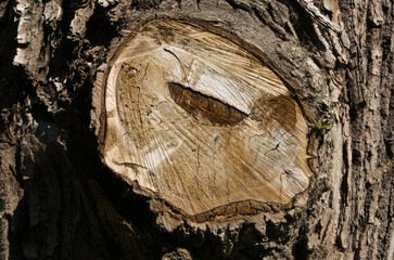 Saw off tree branch texture - obrazy, fototapety, plakaty