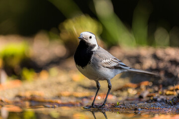 White wagtail in closeup