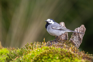 White wagtail in closeup