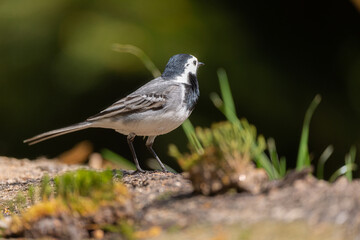 White wagtail in closeup