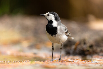 White wagtail in closeup