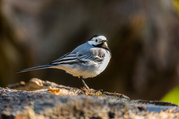 White wagtail in closeup